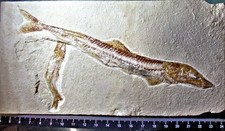 Excellent 19cm Prionolepis catzphyactus + 6cm teleosti: Upper Cretaceous Lebanon