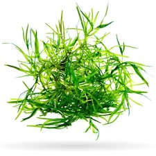 Guppy Grass - Najas guadalupensis - 1 cup