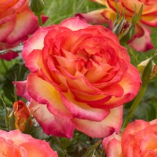 ⭐️⭐️⭐️⭐⭐️22 ROSE GARDEN PLANTS-From Stunning Shrub to Climbing Roses-Bare Roots
