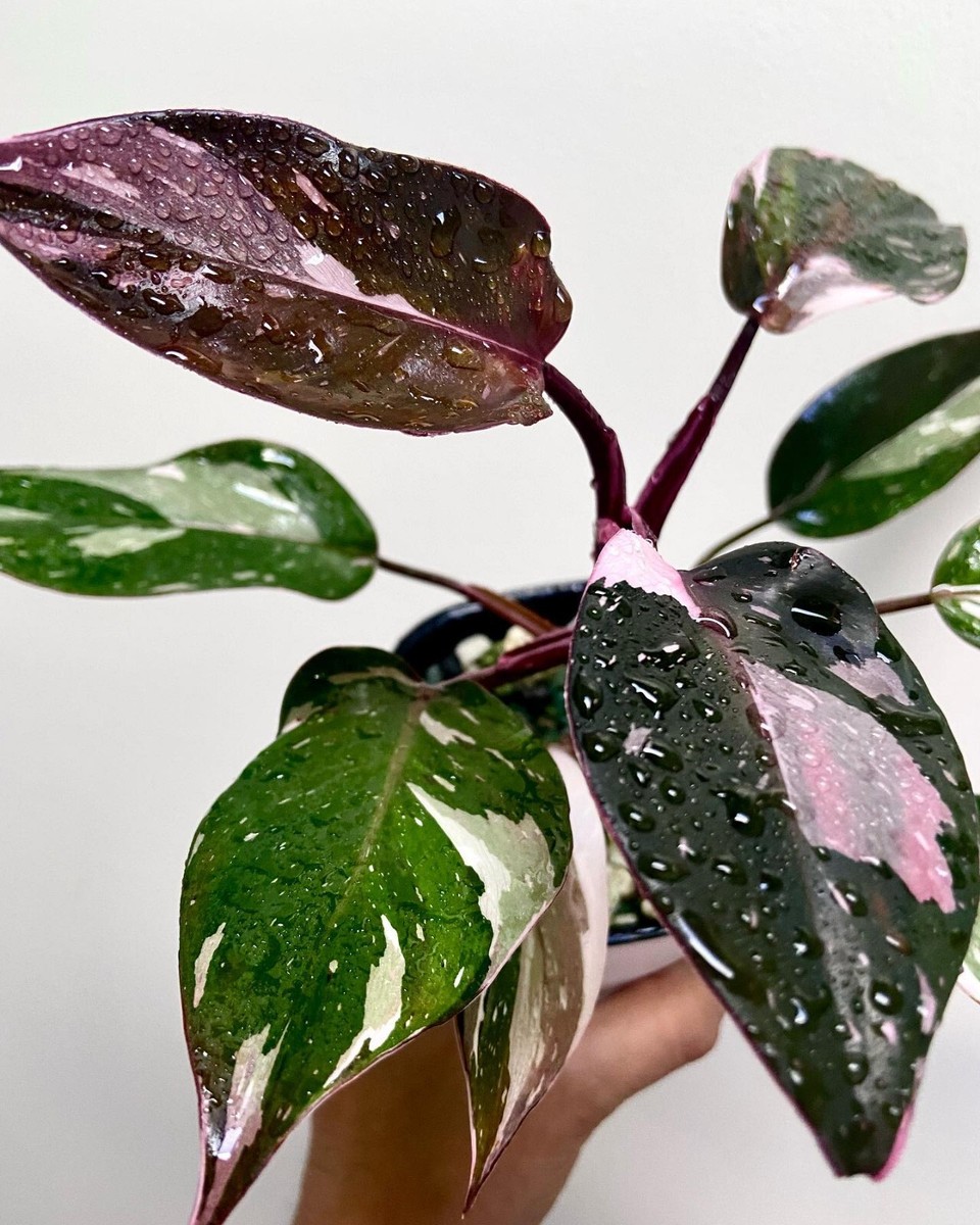 Philodendron Red Anderson Variegated unique plant tropical house | eBay