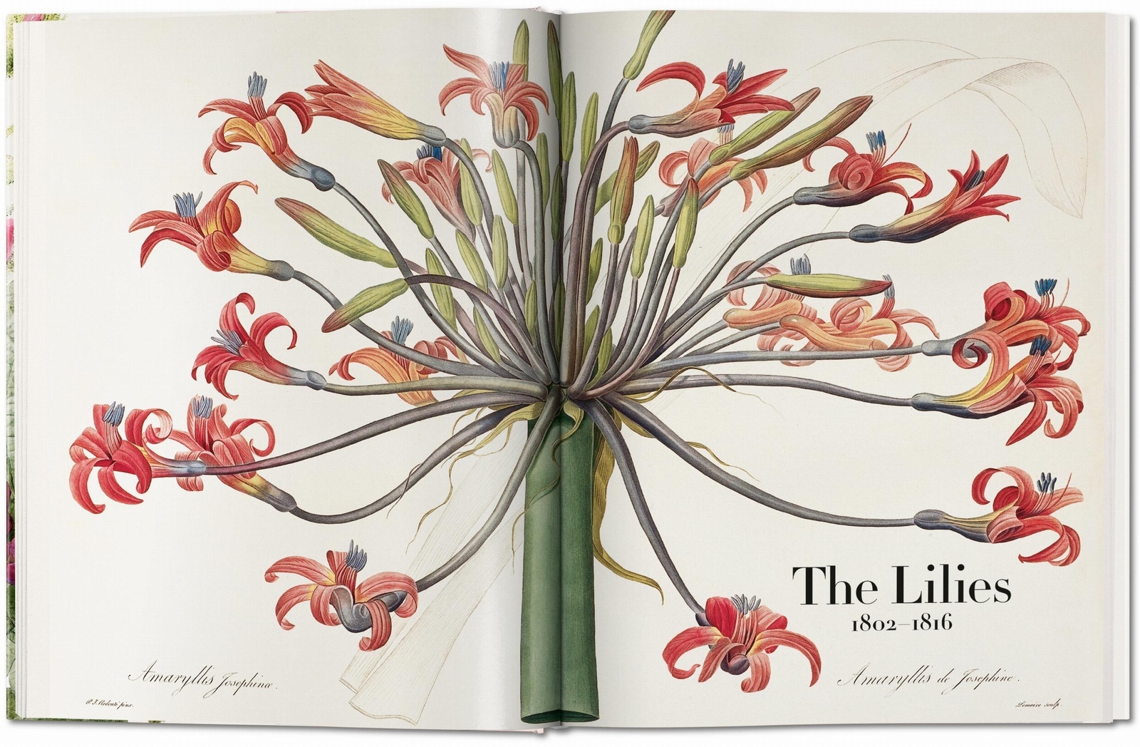Thumbnail - Redouté. The Book Of Flowers | Lack, H. Walter | Lack, H. Walter