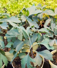 Ginkgo Biloba Tree Seedling Ready to Plant unsexed 6-8 inches