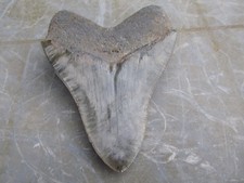 SHARK TOOTH - REQUIN FOSSILE - MEGASELACHUS MEGALODON 127MM