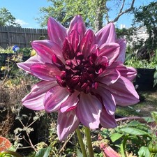 1 "Purple" Decorative Dahlia - Large Tuber - US Seller