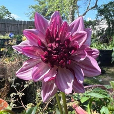 1 "Purple" Decorative Dahlia - Large Tuber - US Seller