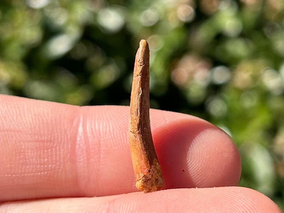 Pterosaur Flying Dinosaur Tooth Fossil Morocco Cretaceous Age Kem Kem