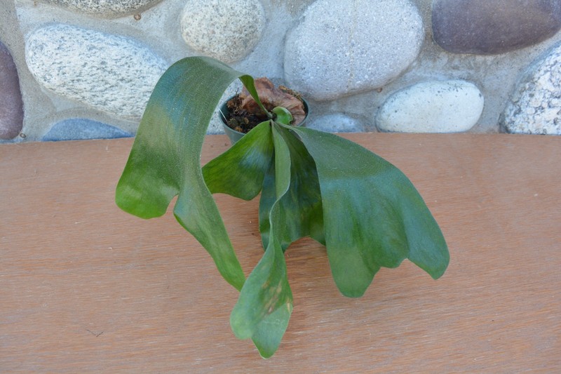 RARE PLATYCERIUM HILLII WIDE IN 4" POT - STAGHORN US GROWN