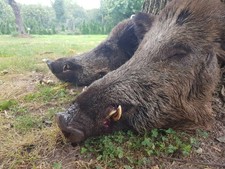 Wildschweinkeule mit Röhrenknochen 3,0kg direkt vom Jäger und Fleischermeister 1