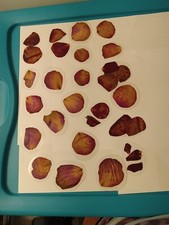Laminated Pressed Flowers Rose Petals