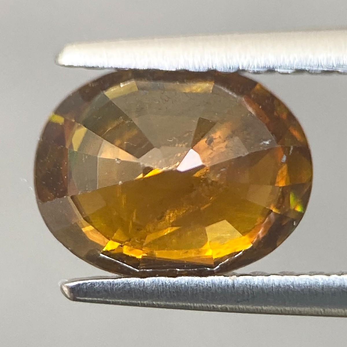 その他 OZWRT the caudexman stepaniaman pierrei TheCodexMan』シリーズにおいて1番最初に制作したのはグラキリスでした