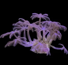 Live Soft Coral Anthelia 8+ Polyps