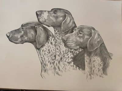 German Shorthaired Pointer Martha Van Loan Print 14 X16 unsigned