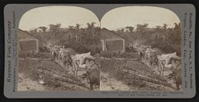 Photo:Sao Paulo Brazil 1914 Coffee Carts Leaving Plantation ????