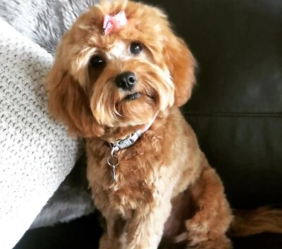 cavoodles for sale gumtree