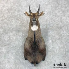 #23797 EL | Nilgai Antelope Shoulder Taxidermy Head Mount For Sale