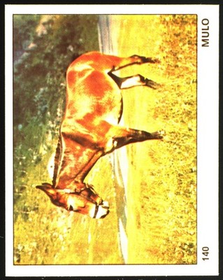 The World of Animals (1970) Fig. n.140 Ed.Panini Mulo Excellent!  