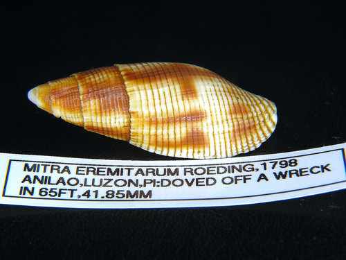 MITRA EREMITARUM: SELDOM OFFERED CLEAN MITER @ 41.85MM I FOUND IN PHILIPPINES!