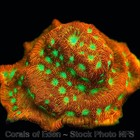 COE NON WYSIWYG Live Coral Frag ~ Jack O Lantern Leptoseris Coral LPS SPS — photo 8