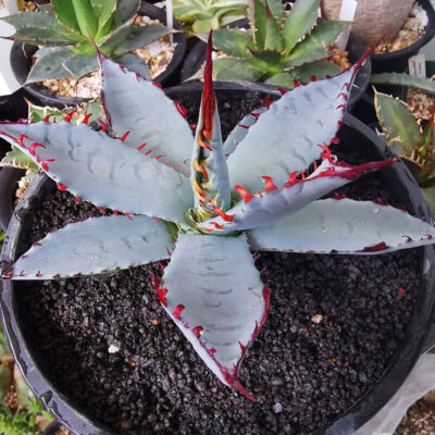 Agave Sp.Kutsugen-no-Maiougi Succulent Agave Plant Beautiful Plant 10-15 |  eBay