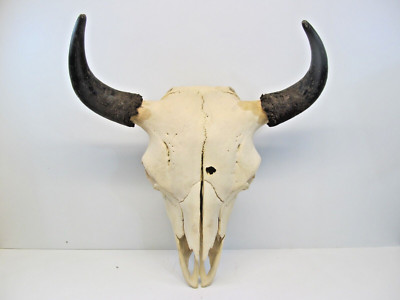 Real Bison Skull Head - American Bison / Buffalo Large Authentic