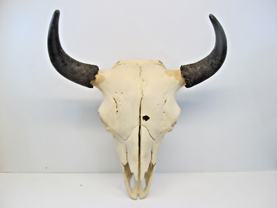 Real Bison Skull Head - American Bison / Buffalo Large Authentic 