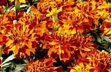 Studentenblume BOLERO Samen, Tagetes patula nana, niedrig