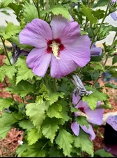 Hibiscus Rose of Sharon~30 Seeds~Blue Bird~Hardy Perennial Shrub~Purple Flowers