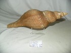 HEMIFUSUS COLOSSEUS ( HUGE ) — photo 1