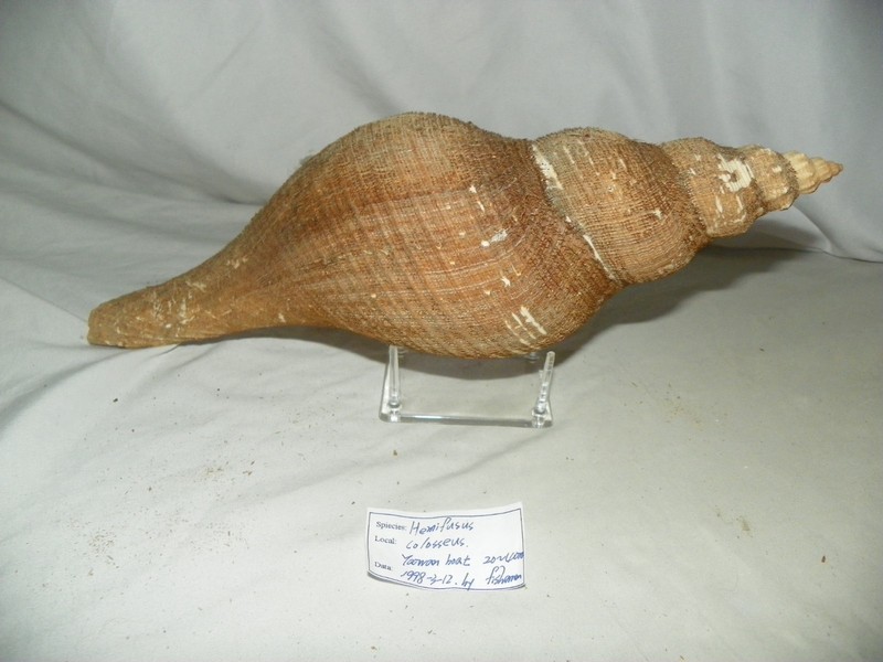 HEMIFUSUS COLOSSEUS ( HUGE )
