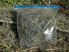 1 Gallon Bag 12 oz Fresh Florida LIVE SPANISH MOSS, Crafts/Arrangements/Mulch