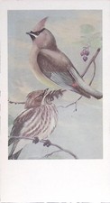 Vintage Audubon Society Cedar Waxwing Bird Bombycilla Cedrorum 1970
