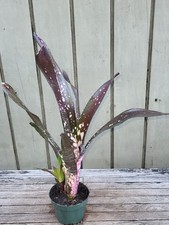 Billbergia hybrid rare bromeliad 4''pot