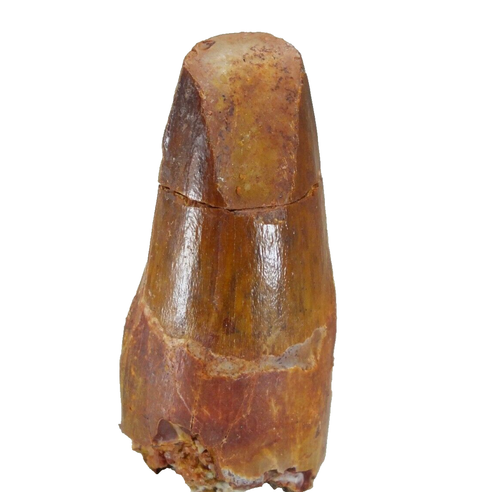 Dinosaur Tooth Spinosaurus Spinosaur Morocco (EA9980) fossil cretaceous jurassic - Picture 2 of 7