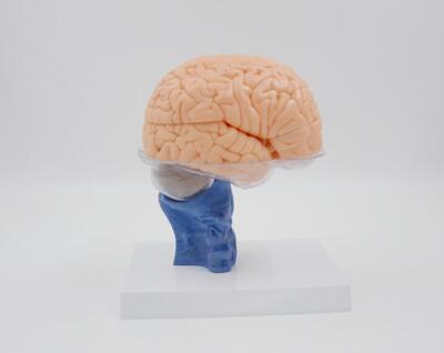 1:1 Size Human 15 Parts Anatomy Brain Model Medical