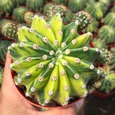 2PCS RareSucculent plants variegated flowers Plants Garden D cor Boutique 6-7cm