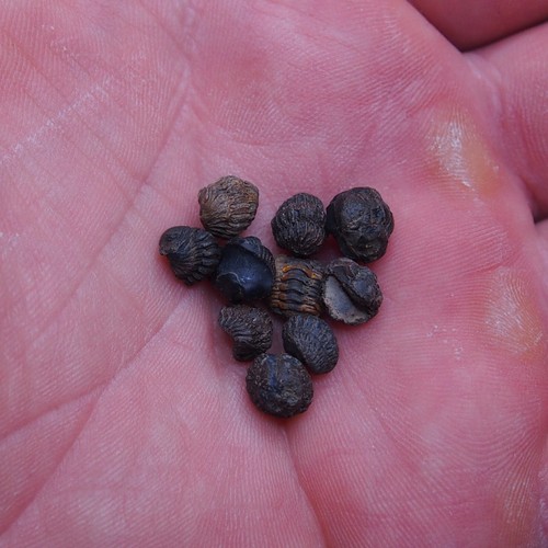 10pcs 7-8mm smal Trilobite Acastoides Devonian Trilobiten lot Arthropods 1067 - Picture 5 of 5