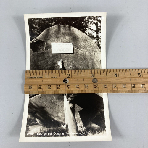 660 Yr Year Old Douglas Fir Washington RPPC Postcard Unposted Logging Tree Rings - Picture 7 of 7