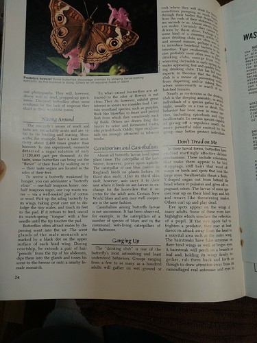 Vintage National Wildlife Magazine Aug/Sept 1979 Illustrated Give me a Home - Picture 8 of 12