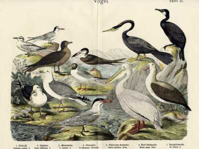 1868 HANSELMANN HC LITHO albatross, gull, skua, tern, pelican, skimmer, anhinga