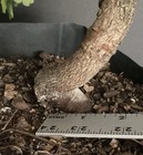Weeping style Tamarind bonsai twisted trunk flowering fruiting Edible — photo 4