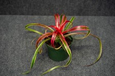 Bromeliad -Neoregelia Hylaeaicum Pendula V. Brevifolia Varie 6 pot - Live Plant