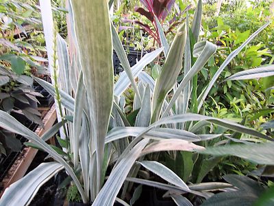 snake plant height 7-10FT Snake Plant – Dahing Plants