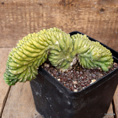 A8237 CEREUS PACHA. CRESTED pot14-H11-W21 cm MaMa Cactus