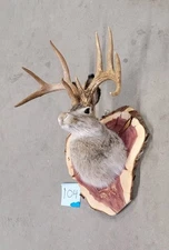 New Jackalope mount/Taxidermy/deer mount/antlers/craft/hunting/art/fishing/gift