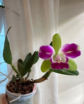 Cattleya (Rlc.) Yen Corona Green Genius AM/AOS (FS) | eBay