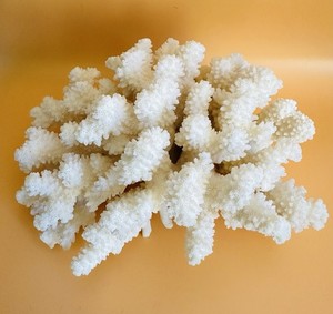 Natural white coral reef ocean specimen tree Aquarium decor