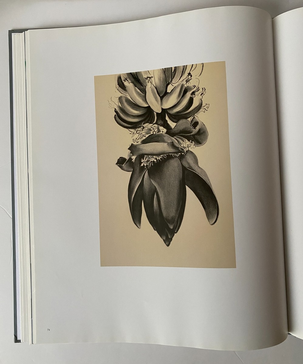 ONE HUNDRED FLOWERS by Georgia O'Keeffe. 1987 1st Edition
