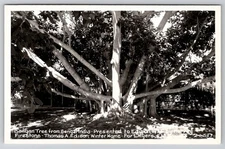 Vintage Banyan Tree Bengal India Postcard Edison Home Fort Myers FL Kodak Paper