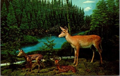 Vintage Postcard Doe and Fawn Deer Gaylord Michigan Call of the Wild Museum