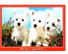 West Highland White Terrier Puppies - Dog Postcard